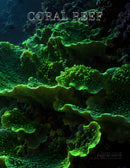 Coffee Table Book of: Coral Reef (Paperback) - A Living Color