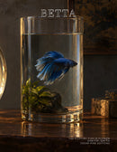 Coffee Table Book of: Betta (Paperback)