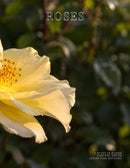 Coffee Table Book of: Roses (Paperback)