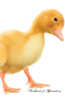 Cute Duck Workbook of Affirmations Cute Duck Workbook of Affirmations: Bullet Journal, Food Diary, Recipe Notebook, Planner, To Do List, Scrapbook, Academic Notepad