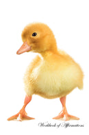 Cute Duck Workbook of Affirmations Cute Duck Workbook of Affirmations: Bullet Journal, Food Diary, Recipe Notebook, Planner, To Do List, Scrapbook, Academic Notepad