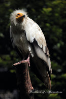 Egyptian Vulture Workbook of Affirmations Egyptian Vulture Workbook of Affirmations: Bullet Journal, Food Diary, Recipe Notebook, Planner, To Do List, Scrapbook, Academic Notepad