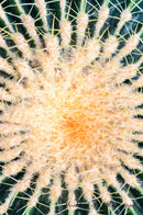 Golden Barrel Cactus Echinocactus Grusonii Workbook of Affirmations Golden Barrel Cactus Echinocactus Grusonii Workbook of Affirmations: Bullet Journal, Food Diary, Recipe Notebook, Planner, To Do List, Scrapbook, Academic Notepad