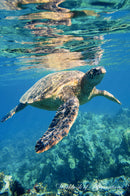 Green Sea Turtle Workbook of Affirmations Green Sea Turtle Workbook of Affirmations: Bullet Journal, Food Diary, Recipe Notebook, Planner, To Do List, Scrapbook, Academic Notepad