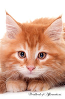 Maine Coon Workbook of Affirmations Maine Coon Workbook of Affirmations: Bullet Journal, Food Diary, Recipe Notebook, Planner, To Do List, Scrapbook, Academic Notepad