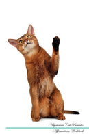 Abyssinian Cat Affirmations Workbook Abyssinian Cat Presents: Positive and Loving Affirmations Workbook. Includes: Mentoring Questions, Guidance, Supporting You.
