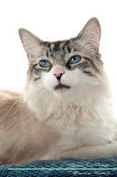 Birman Cat Affirmations Workbook Birman Cat Presents: Positive and Loving Affirmations Workbook. Includes: Mentoring Questions, Guidance, Supporting You.