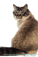 Birman Cat Affirmations Workbook Birman Cat Presents: Positive and Loving Affirmations Workbook. Includes: Mentoring Questions, Guidance, Supporting You.