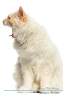 Birman Cat Affirmations Workbook Birman Cat Presents: Positive and Loving Affirmations Workbook. Includes: Mentoring Questions, Guidance, Supporting You.