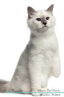 Birman Cat Affirmations Workbook Birman Cat Presents: Positive and Loving Affirmations Workbook. Includes: Mentoring Questions, Guidance, Supporting You.