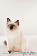 Birman Cat Affirmations Workbook Birman Cat Presents: Positive and Loving Affirmations Workbook. Includes: Mentoring Questions, Guidance, Supporting You.