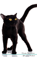 Bombay Cat Affirmations Workbook Bombay Cat Presents: Positive and Loving Affirmations Workbook. Includes: Mentoring Questions, Guidance, Supporting You.
