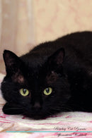 Bombay Cat Affirmations Workbook Bombay Cat Presents: Positive and Loving Affirmations Workbook. Includes: Mentoring Questions, Guidance, Supporting You.