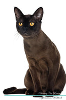 Bombay Cat Affirmations Workbook Bombay Cat Presents: Positive and Loving Affirmations Workbook. Includes: Mentoring Questions, Guidance, Supporting You.