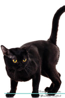 Bombay Cat Affirmations Workbook Bombay Cat Presents: Positive and Loving Affirmations Workbook. Includes: Mentoring Questions, Guidance, Supporting You.