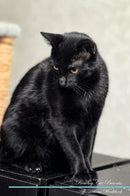 Bombay Cat Affirmations Workbook Bombay Cat Presents: Positive and Loving Affirmations Workbook. Includes: Mentoring Questions, Guidance, Supporting You.