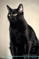 Bombay Cat Affirmations Workbook Bombay Cat Presents: Positive and Loving Affirmations Workbook. Includes: Mentoring Questions, Guidance, Supporting You.