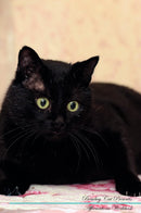 Bombay Cat Affirmations Workbook Bombay Cat Presents: Positive and Loving Affirmations Workbook. Includes: Mentoring Questions, Guidance, Supporting You.