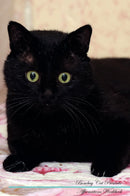 Bombay Cat Affirmations Workbook Bombay Cat Presents: Positive and Loving Affirmations Workbook. Includes: Mentoring Questions, Guidance, Supporting You.