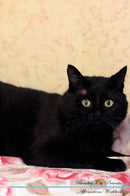 Bombay Cat Affirmations Workbook Bombay Cat Presents: Positive and Loving Affirmations Workbook. Includes: Mentoring Questions, Guidance, Supporting You.