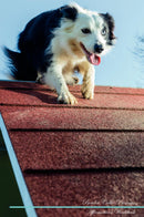 Border Collie Affirmations Workbook Border Collie Presents: Positive and Loving Affirmations Workbook. Includes: Mentoring Questions, Guidance, Supporting You.