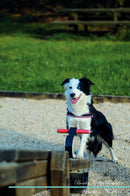 Border Collie Affirmations Workbook Border Collie Presents: Positive and Loving Affirmations Workbook. Includes: Mentoring Questions, Guidance, Supporting You.
