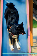 Border Collie Affirmations Workbook Border Collie Presents: Positive and Loving Affirmations Workbook. Includes: Mentoring Questions, Guidance, Supporting You.