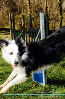 Border Collie Affirmations Workbook Border Collie Presents: Positive and Loving Affirmations Workbook. Includes: Mentoring Questions, Guidance, Supporting You.