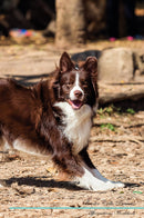 Border Collie Affirmations Workbook Border Collie Presents: Positive and Loving Affirmations Workbook. Includes: Mentoring Questions, Guidance, Supporting You.