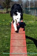 Border Collie Affirmations Workbook Border Collie Presents: Positive and Loving Affirmations Workbook. Includes: Mentoring Questions, Guidance, Supporting You.