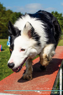 Border Collie Affirmations Workbook Border Collie Presents: Positive and Loving Affirmations Workbook. Includes: Mentoring Questions, Guidance, Supporting You.