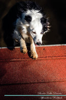 Border Collie Affirmations Workbook Border Collie Presents: Positive and Loving Affirmations Workbook. Includes: Mentoring Questions, Guidance, Supporting You.