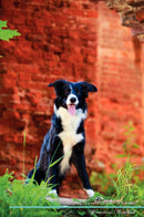 Border Collie Affirmations Workbook Border Collie Presents: Positive and Loving Affirmations Workbook. Includes: Mentoring Questions, Guidance, Supporting You.