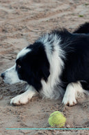 Border Collie Affirmations Workbook Border Collie Presents: Positive and Loving Affirmations Workbook. Includes: Mentoring Questions, Guidance, Supporting You.