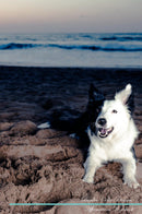 Border Collie Affirmations Workbook Border Collie Presents: Positive and Loving Affirmations Workbook. Includes: Mentoring Questions, Guidance, Supporting You.