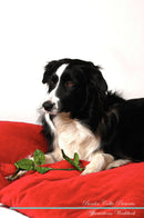 Border Collie Affirmations Workbook Border Collie Presents: Positive and Loving Affirmations Workbook. Includes: Mentoring Questions, Guidance, Supporting You.