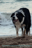 Border Collie Affirmations Workbook Border Collie Presents: Positive and Loving Affirmations Workbook. Includes: Mentoring Questions, Guidance, Supporting You.