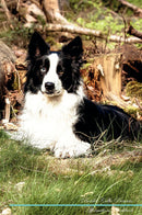 Border Collie Affirmations Workbook Border Collie Presents: Positive and Loving Affirmations Workbook. Includes: Mentoring Questions, Guidance, Supporting You.