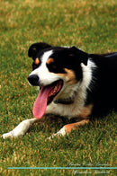 Border Collie Affirmations Workbook Border Collie Presents: Positive and Loving Affirmations Workbook. Includes: Mentoring Questions, Guidance, Supporting You.