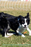 Border Collie Affirmations Workbook Border Collie Presents: Positive and Loving Affirmations Workbook. Includes: Mentoring Questions, Guidance, Supporting You.