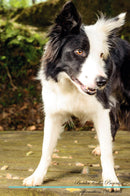 Border Collie Affirmations Workbook Border Collie Presents: Positive and Loving Affirmations Workbook. Includes: Mentoring Questions, Guidance, Supporting You.