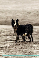 Border Collie Affirmations Workbook Border Collie Presents: Positive and Loving Affirmations Workbook. Includes: Mentoring Questions, Guidance, Supporting You.