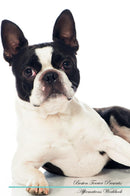 Boston Terrier Affirmations Workbook Boston Terrier Presents: Positive and Loving Affirmations Workbook. Includes: Mentoring Questions, Guidance, Supporting You.