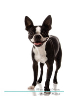 Boston Terrier Affirmations Workbook Boston Terrier Presents: Positive and Loving Affirmations Workbook. Includes: Mentoring Questions, Guidance, Supporting You.