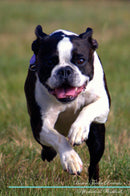 Boston Terrier Affirmations Workbook Boston Terrier Presents: Positive and Loving Affirmations Workbook. Includes: Mentoring Questions, Guidance, Supporting You.