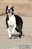 Boston Terrier Affirmations Workbook Boston Terrier Presents: Positive and Loving Affirmations Workbook. Includes: Mentoring Questions, Guidance, Supporting You.