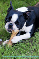 Boston Terrier Affirmations Workbook Boston Terrier Presents: Positive and Loving Affirmations Workbook. Includes: Mentoring Questions, Guidance, Supporting You.