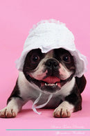 Boston Terrier Affirmations Workbook Boston Terrier Presents: Positive and Loving Affirmations Workbook. Includes: Mentoring Questions, Guidance, Supporting You.