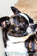 Boston Terrier Affirmations Workbook Boston Terrier Presents: Positive and Loving Affirmations Workbook. Includes: Mentoring Questions, Guidance, Supporting You.