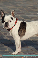 Boston Terrier Affirmations Workbook Boston Terrier Presents: Positive and Loving Affirmations Workbook. Includes: Mentoring Questions, Guidance, Supporting You.